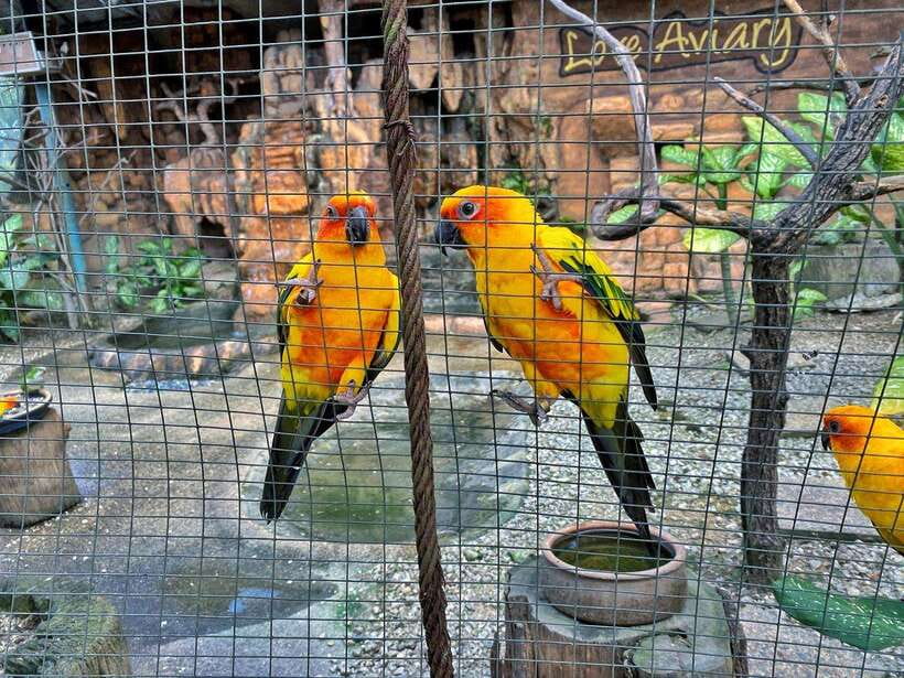 Kuala Lumpur: Bird Park Day Ticket & 1-Way Transfer - What solo visitors need to know