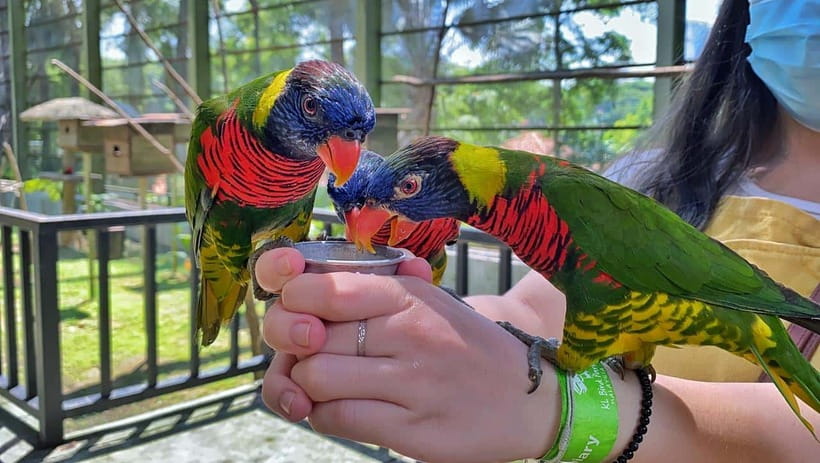 Kuala Lumpur: Bird Park Day Ticket & 1-Way Transfer - Is $30 a fair price?