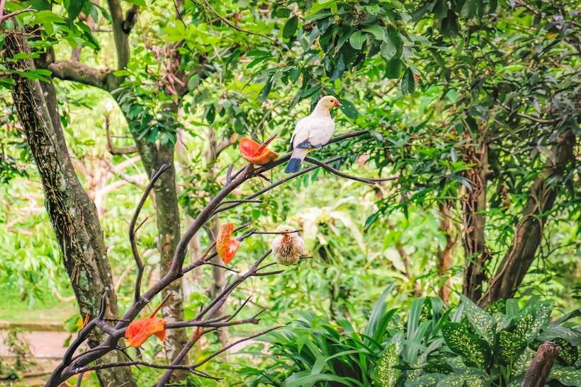Kuala Lumpur: Bird Park Day Ticket & 1-Way Transfer - Zones 1 to 3: where the birds fly free