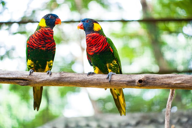 Kuala Lumpur Private Half-Day Family Tour of Nature, Birds and Butterflies - KL Bird Park brings the most room to explore