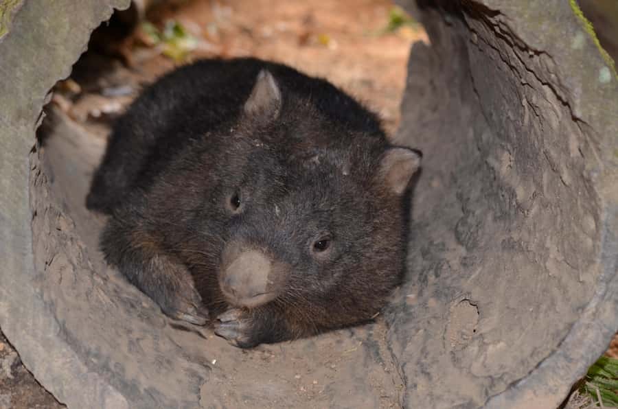 Kuranda Wildlife Experience: Koalas, Birds & Butterflies - Key points to know before you go