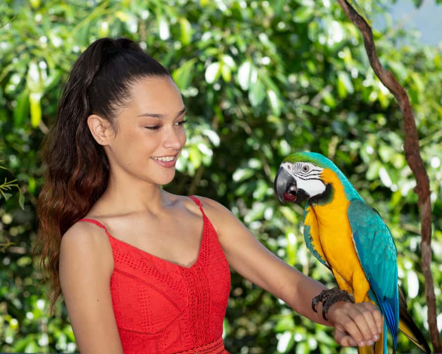 Kuranda Wildlife Experience: Koalas, Birds & Butterflies - Birdworld’s free-flying birds and 60-plus species
