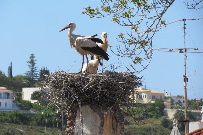 Laid-back birdwatching week - Day 1: Ria de Alvor after your Faro pickup