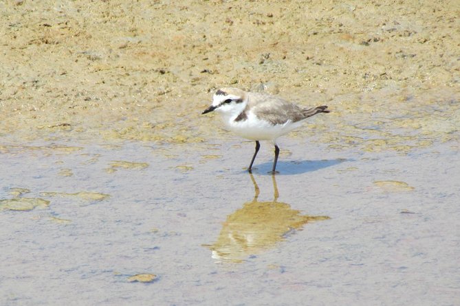Laid-back birdwatching week - Day 3: Mountain birding in Caldas de Monchique