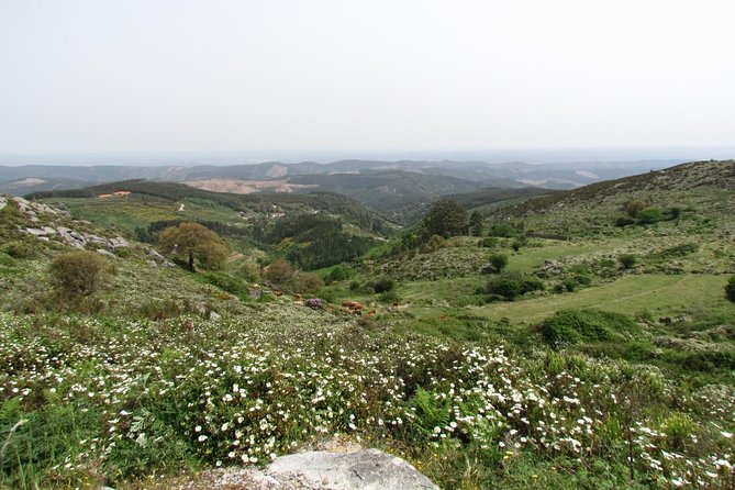 Laid-back birdwatching week - Day 6: An eight-hour birding day around Castro Verde