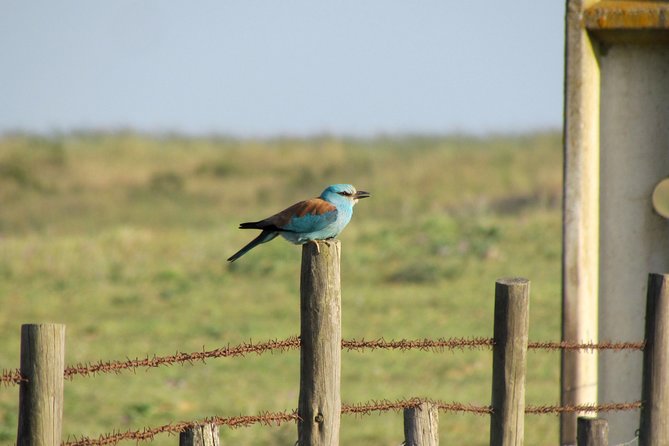 Laid-back birdwatching week - Day 2: Six hours around Sagres Fortress