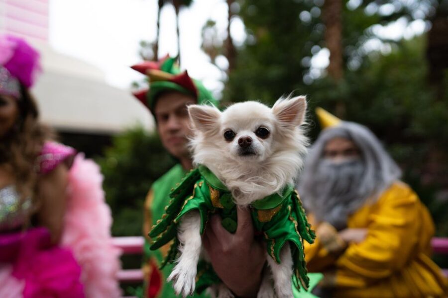 Las Vegas: Piff the Magic Dragon Show at the Flamingo - A dragon, a Chihuahua, and a very dry sense of humor