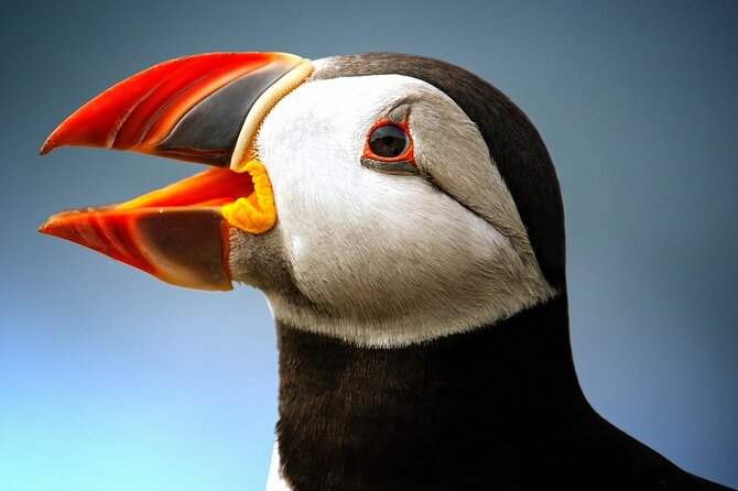 Late Season Puffin & Scenic Coastal Cruise - Key points to know before you book