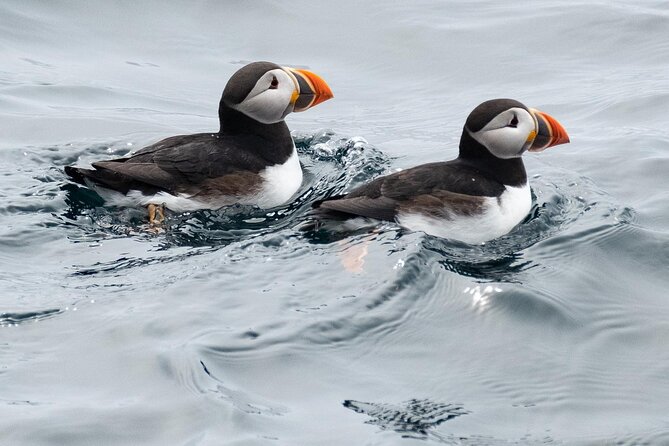 Late Season Puffin & Scenic Coastal Cruise - Timing the late-season puffin trip