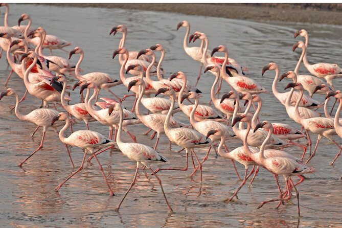 Lio Piccolo: Flamingos & Birdwatching Bike Tour in the Lagoon - Key points to know before you book