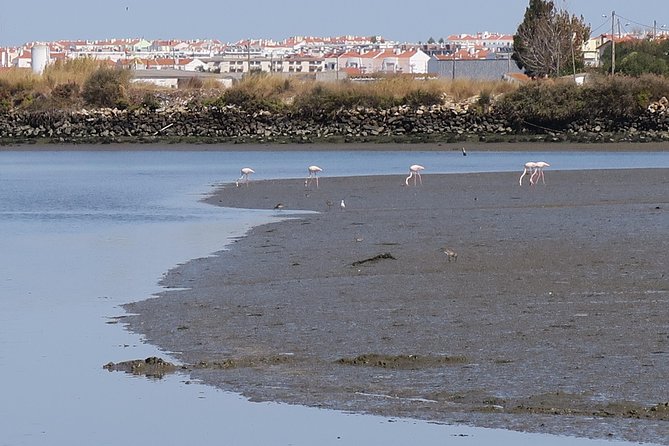 Lisbon : Birdwatching Boat Tour - Tagus Estuary - Why the Tagus Estuary makes a strong birdwatching base