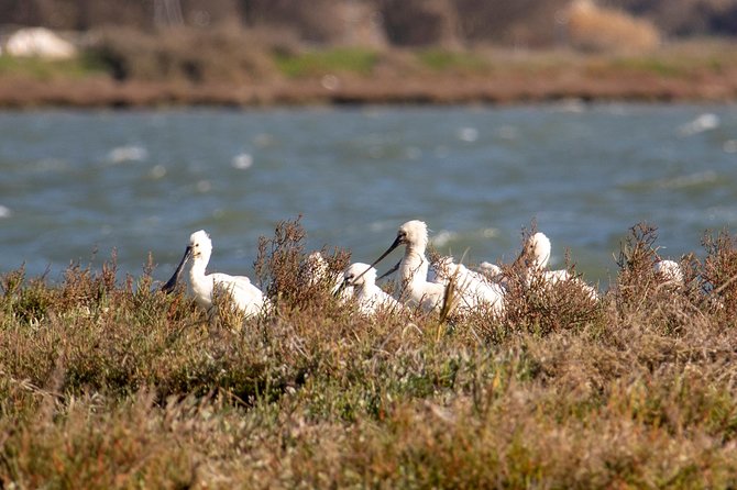 Lisbon : Birdwatching Boat Tour - Tagus Estuary - Birdwatching with a biologist guide