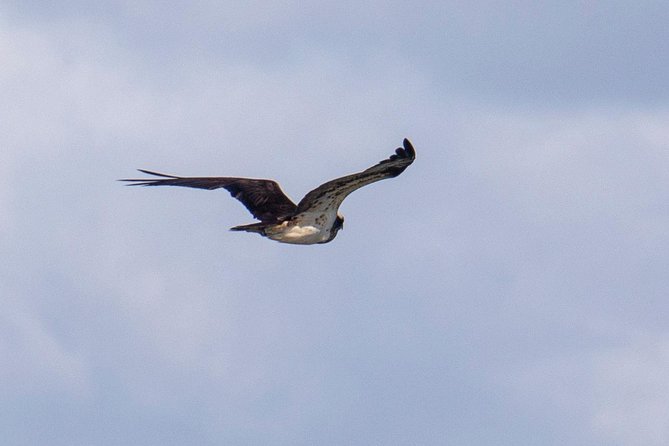 Lisbon : Birdwatching Boat Tour - Tagus Estuary - What makes the itinerary worthwhile