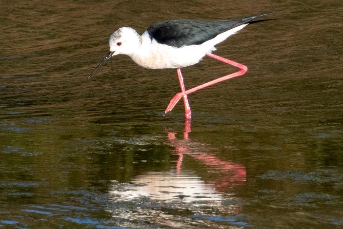 Lisbon : Birdwatching Boat Tour - Tagus Estuary - Is $60.01 a fair price?