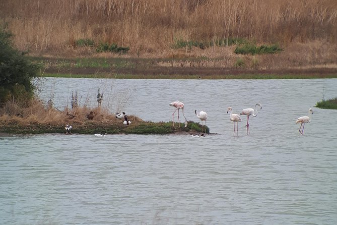 Lisbon : Birdwatching Boat Tour - Tagus Estuary - Comfort, clothing, and weather