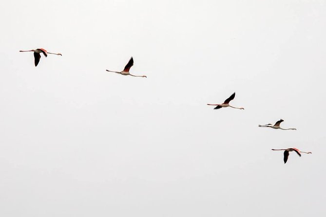 Lisbon : Birdwatching Boat Tour - Tagus Estuary - Starting at Doca de Santo Amaro