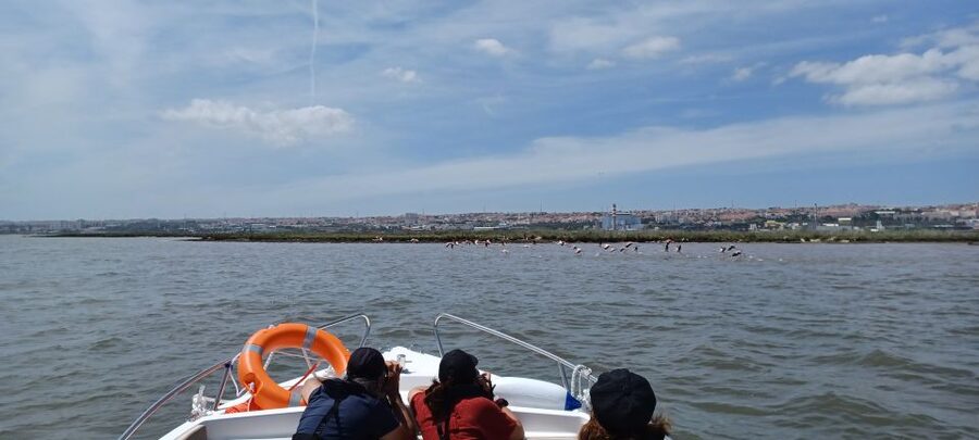 Lisbon: Tagus Estuary Nature Reserve Birdwatching Boat Tour - Key points at a glance