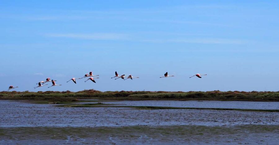 Lisbon: Tagus Estuary Nature Reserve Birdwatching Boat Tour - Why this estuary trip feels far from Lisbon