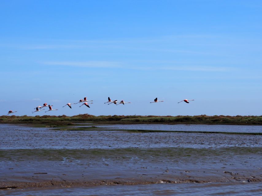 Lisbon: Tagus Estuary Nature Reserve Birdwatching Boat Tour - The first half hour: city views and orientation