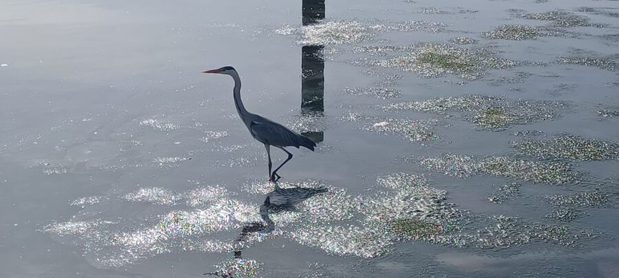 Lisbon: Tagus Estuary Nature Reserve Birdwatching Boat Tour - Two and a half hours inside the reserve