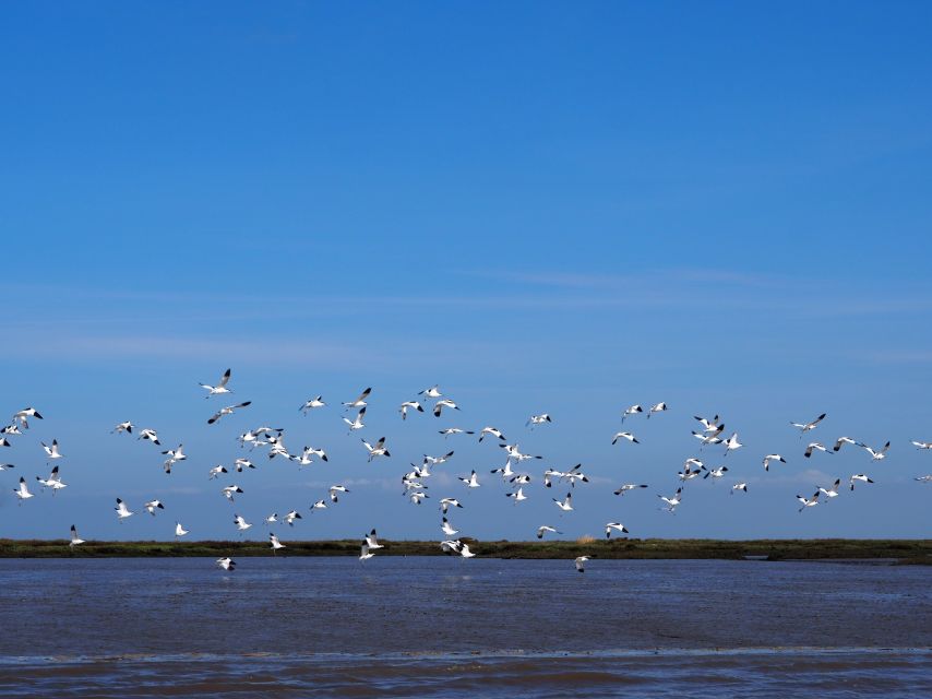 Lisbon: Tagus Estuary Nature Reserve Birdwatching Boat Tour - Best season, tide, and weather