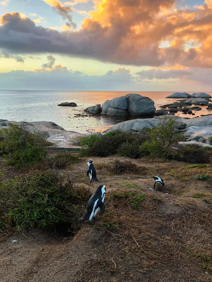 Luxury Cape of Good Hope & Penguin Tour - Chapman’s Peak Drive brings the big views