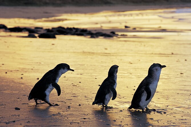 Luxury Phillip Island Tour for Families & Explorers [up to 10Pax] - A full Phillip Island day without hiring a car