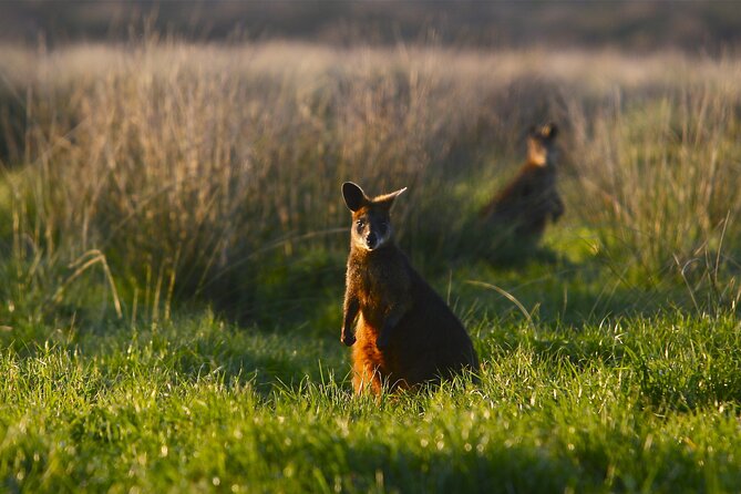 Luxury Phillip Island Tour for Families & Explorers [up to 10Pax] - A short Grand Prix stop in the cooler months