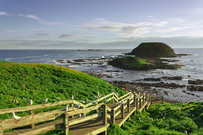 Luxury Phillip Island Tour for Families & Explorers [up to 10Pax] - Guide quality and group size matter
