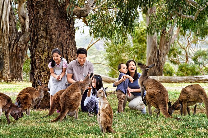 Luxury Phillip Island Tour for Families & Explorers [up to 10Pax] - Cape Woolamai or chocolate for the middle of the day