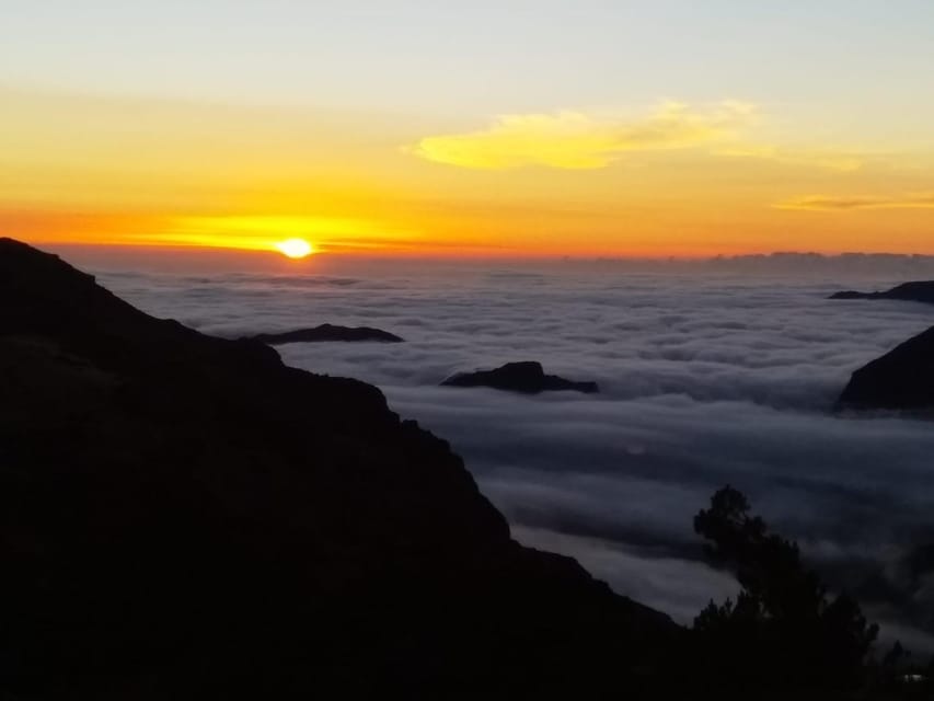 Madeira: Birdwatching - The Endemics - Why Madeira’s Endemic Birds Matter