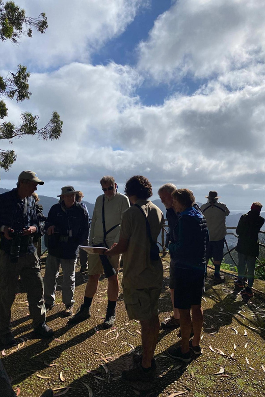 Madeira: Birdwatching - The Endemics - The Laurel Forest and Its Quiet Moments