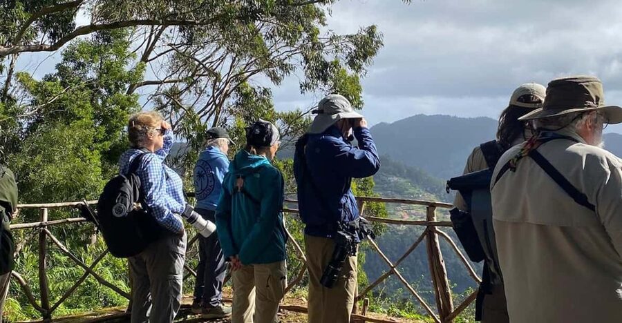 Madeira: Birdwatching - The Endemics - The Three Main Targets