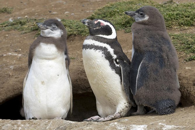 Magdalena Island Penguin Tour by Boat from Punta Arenas - From José Nogueira Street to the pier