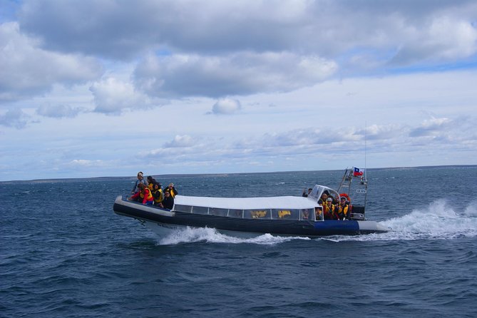 Magdalena Island Penguin Tour by Boat from Punta Arenas - One hour among the Magellanic penguins