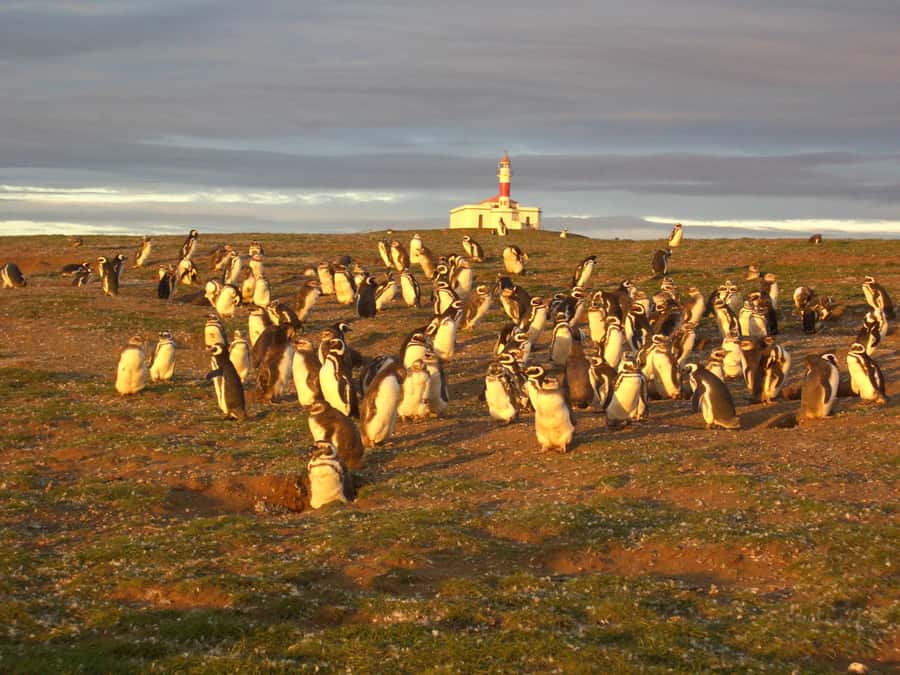 Magdalena Island Penguin Tour by Boat from Punta Arenas - Who will enjoy this trip most