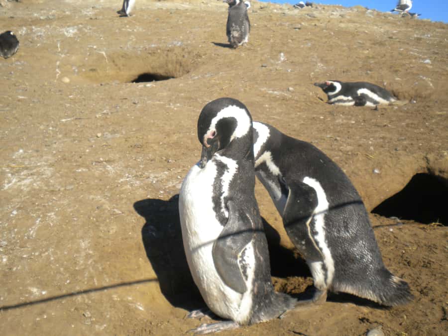 Magdalena Island Penguin Tour by Boat from Punta Arenas - Should you book the Magdalena Island penguin tour?