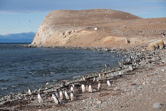 Magdalena Island Penguin Tour by Boat from Punta Arenas - Crossing the Strait of Magellan by catamaran