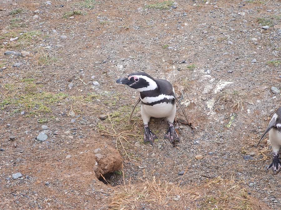 Magdalena Island: Walk with the penguins - Key points at a glance