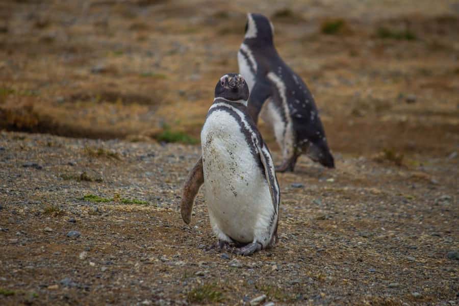 Magdalena Island: Walk with the penguins - Why Magdalena Island is worth the boat ride