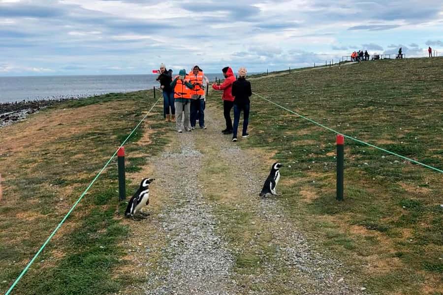 Magdalena Island: Walk with the penguins - The 90-minute catamaran crossing