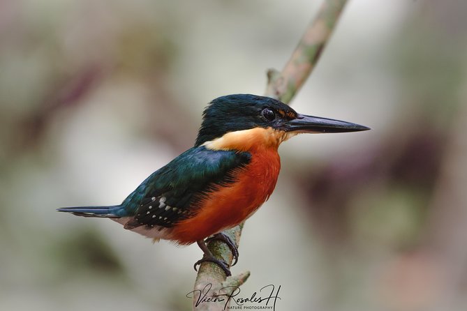 Mahahual and Costa Maya Birdwatching - A good fit for life-list birders