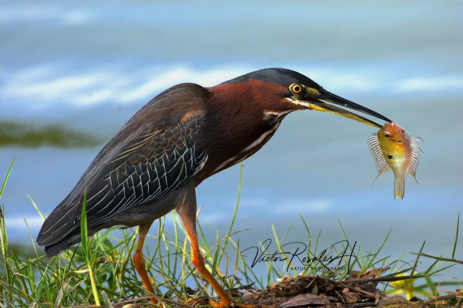 Mahahual and Costa Maya Birdwatching - Why the small group matters