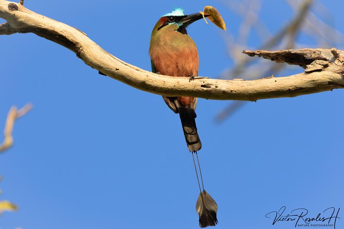 Mahahual and Costa Maya Birdwatching - Cruise-port timing and practical limits