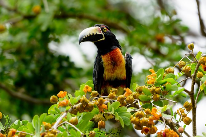 Mahahual and Costa Maya Birdwatching - Searching mangroves, jungle, and grassland