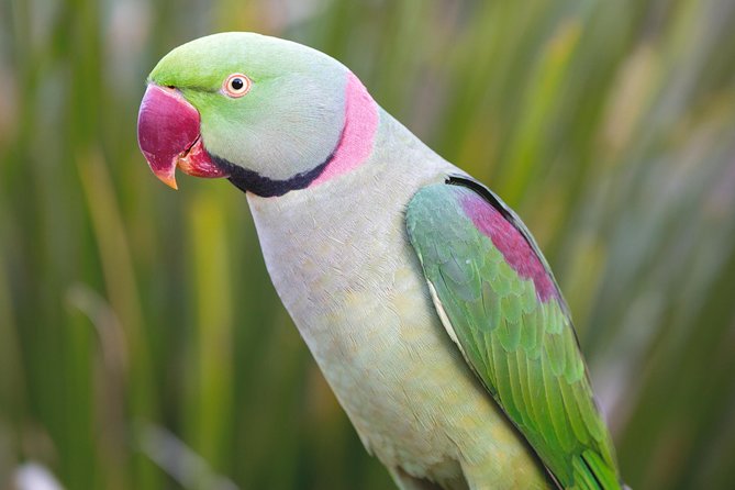Maleny Botanic Gardens Bird Aviary Experience Ticket - Timing your visit around the birds