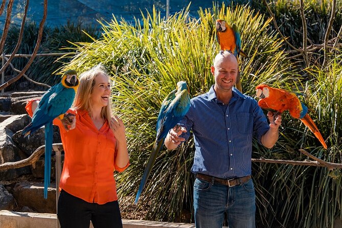 Maleny Botanic Gardens Bird Aviary Experience Ticket - Six kilometres of Maleny gardens