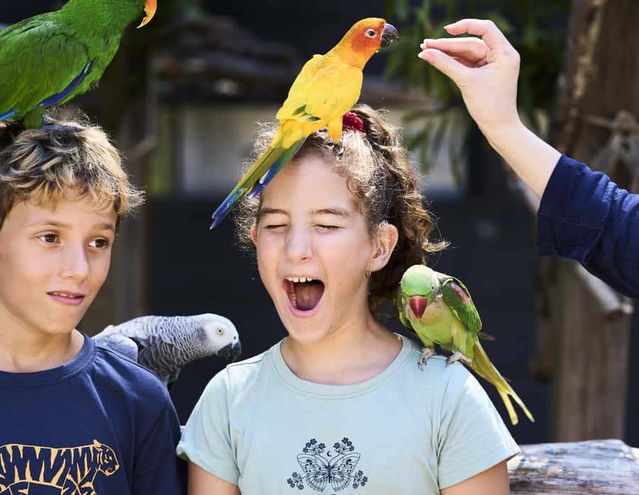 Maleny: Maleny Botanic Gardens & Bird World Entry Ticket - The bird encounter is the heart of the visit