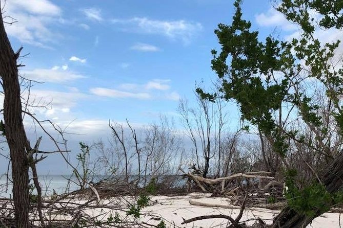 Marco Island: 2-Hour Dolphin, Birding, and Shelling Tour - Birds, manatees, and the living Everglades