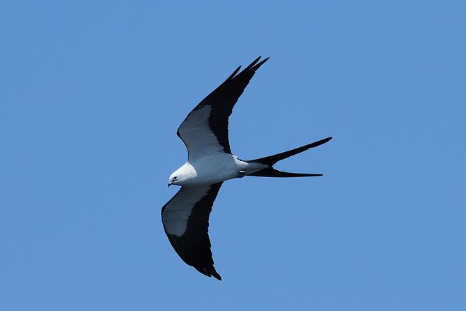 Marco Island: 2-Hour Dolphin, Birding, and Shelling Tour - The uninhabited beach and the shelling stop